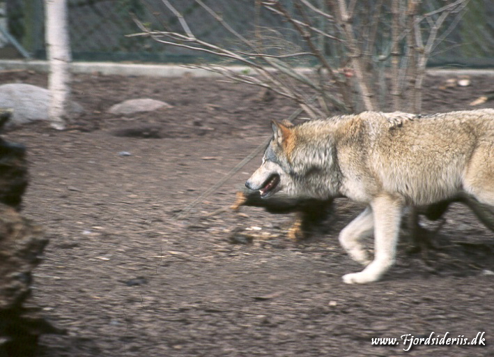 Zoo KBH 1998 0036.JPG